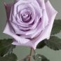 50 PCS Seeds sJohnny Light Purple Rose Flower Garden
