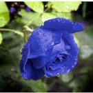100 PCS Seeds Sky Blue Rose 100 PCS Seeds Sky Blue Rose