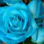 100 PCS Seeds Sky Blue Rose