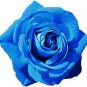 100 PCS Seeds Sky Blue Rose