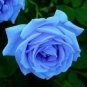 100 PCS Seeds Sky Blue Rose