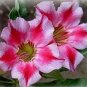 2 PCS Seeds Small 'Carnation' Typed Adenium Obesum Desert Rose