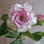 2 PCS Seeds Small 'Carnation' Typed Adenium Obesum Desert Rose