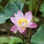 1 PCS Seeds Small Pink Lotus Nelumbo Nucifera Flower Seed Indoor Outdoor