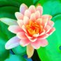 1 PCS Seeds Small Pink Lotus Nelumbo Nucifera Flower Seed Indoor Outdoor
