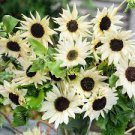15 PCS Seeds Small talian White Sunflower 15 PCS Seeds Small talian White Sunflower