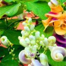 20 PCS Seeds Snail Vine Seeds Wisteria Snail Vine Flores Bonsai 20 PCS Seeds Snail Vine Seeds Wisteria Snail Vine Flores Bonsai