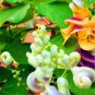20 PCS Seeds Snail Vine Seeds Wisteria Snail Vine Flores Bonsai