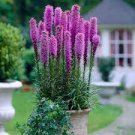 100 PCS Seeds Snake Root Bonsai (Liatris Spicata) Flower Bonsai 100 PCS Seeds Snake Root Bonsai (Liatris Spicata) Flower Bonsai