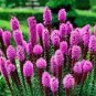 100 PCS Seeds Snake Root Bonsai (Liatris Spicata) Flower Bonsai