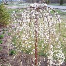 20 PCS Seeds Snow Fountain Weeping Cherry Tree