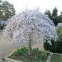 20 PCS Seeds Snow Fountain Weeping Cherry Tree