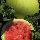 10 PCS Seeds Snow Pear Water Melon Seeds White Inside Green Skin Black Stripe 10 PCS Seeds Snow Pear Water Melon Seeds White Inside Green Skin Black Stripe