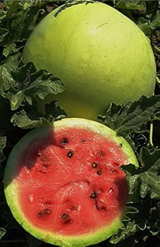 10 PCS Seeds Snow Pear Water Melon Seeds White Inside Green Skin Black Stripe