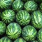 10 PCS Seeds Snow Pear Water Melon Seeds White Inside Green Skin Black Stripe