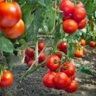 100 PCS Seeds Solanum lycopersicum L. Tomato 'Shirley' F1 Hybrid