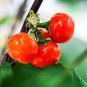 30 PCS Seeds Solnum hybrida Red Ornamental Eggplant