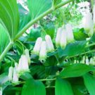 100 PCS Seeds Solomons Seal Polygonatum Canaliculatum Flower 100 PCS Seeds Solomons Seal Polygonatum Canaliculatum Flower