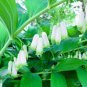 100 PCS Seeds Solomons Seal Polygonatum Canaliculatum Flower