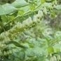 100 PCS Seeds Solomons Seal Polygonatum Canaliculatum Flower