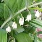 100 PCS Seeds Solomons Seal Polygonatum Canaliculatum Flower