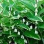 100 PCS Seeds Solomons Seal Polygonatum Canaliculatum Flower