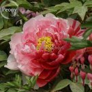 5 PCS Seeds Sorbet Robust Colorful Double Blooms Peony Mixed 5 PCS Seeds Sorbet Robust Colorful Double Blooms Peony Mixed
