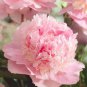 5 PCS Seeds Sorbet Robust Colorful Double Blooms Peony Mixed