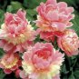 5 PCS Seeds Sorbet Robust Colorful Double Blooms Peony Mixed