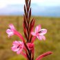 3 PCS Seeds South Africa Rare Watsonia Seeds Pinkish Orange Rare Petals Flowers
