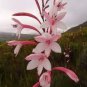 3 PCS Seeds South Africa Rare Watsonia Seeds Pinkish Orange Rare Petals Flowers