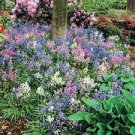100 PCS Seeds Spanish Bluebells Mixture Wood Hyacinth Mix Color Wood Hyacinths Flower 100 PCS Seeds Spanish Bluebells Mixture Wood Hyacinth Mix Color Wood Hyacinths Flower