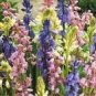 100 PCS Seeds Spanish Bluebells Mixture Wood Hyacinth Mix Color Wood Hyacinths Flower