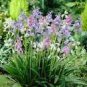100 PCS Seeds Spanish Bluebells Mixture Wood Hyacinth Mix Color Wood Hyacinths Flower