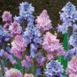 100 PCS Seeds Spanish Bluebells Mixture Wood Hyacinth Mix Color Wood Hyacinths Flower