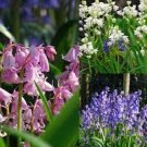 100 PCS Seeds Spanish Bluebells Mixture Wood Hyacinth Mix Hyacinthoides Hispanica