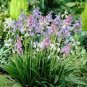 100 PCS Seeds Spanish Bluebells Mixture Wood Hyacinth Mix Hyacinthoides Hispanica