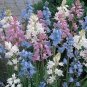 100 PCS Seeds Spanish Bluebells Mixture Wood Hyacinth Mix Hyacinthoides Hispanica