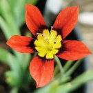 100 PCS Seeds Sparaxis Flowers