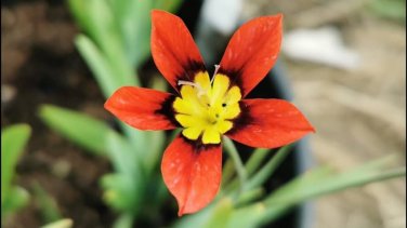 100 PCS Seeds Sparaxis Flowers