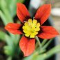 100 PCS Seeds Sparaxis Flowers