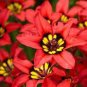 100 PCS Seeds Sparaxis Flowers