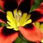 100 PCS Seeds Sparaxis Flowers