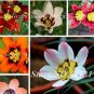 100 PCS Seeds Sparaxis Flowers