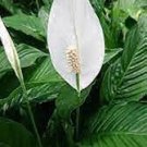 100 PCS Seeds Spathiphyllum Bonsai 100 PCS Seeds Spathiphyllum Bonsai