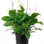 100 PCS Seeds Spathiphyllum Bonsai