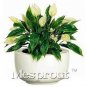 100 PCS Seeds Spathiphyllum Bonsai
