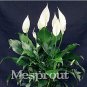 100 PCS Seeds Spathiphyllum Bonsai