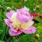 10 PCS Seeds Sorbet Robust Colorful Double Blooms Peony Tree Seeds Meaty Pink Yellow Flowers