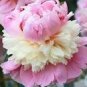 10 PCS Seeds Sorbet Robust Colorful Double Blooms Peony Tree Seeds Meaty Pink Yellow Flowers